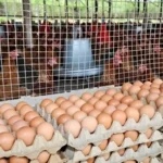 Egg Producing