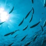 Fish Producing