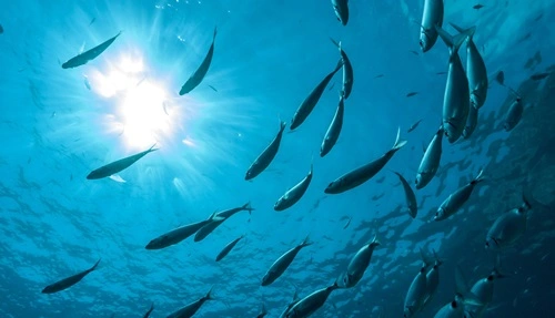 Fish Producing