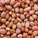Groundnut