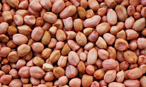 Groundnut