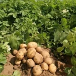Potato Producing
