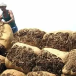 Tobacco