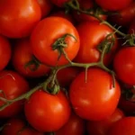 Tomato