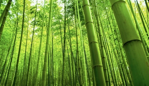Bamboo Producing