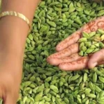 Cardamom Producing