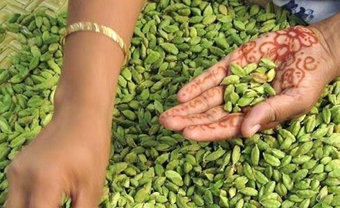 Cardamom Producing