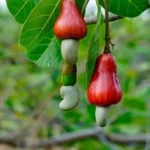 Cashew Producing