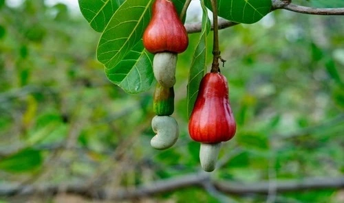 Cashew Producing