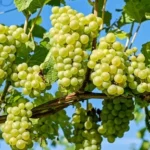 Grape Producing