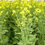 Mustard Producing
