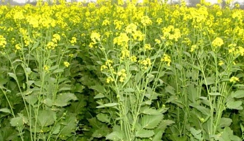 Mustard Producing
