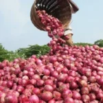 Onion Producing