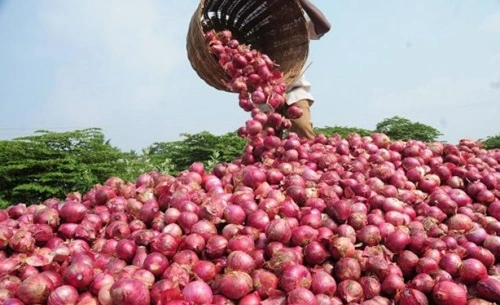 Onion Producing