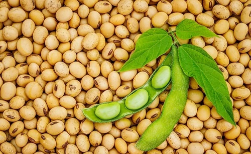 Soybean Producing
