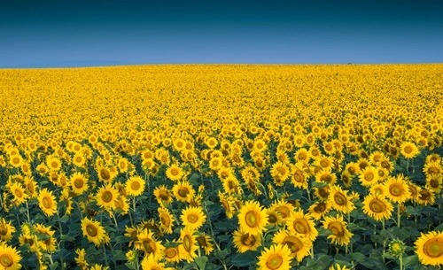 Sunflower Producing