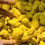 Turmeric Producing