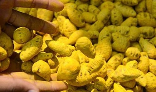 Turmeric Producing 