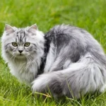 Persian Cats
