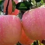 Ambri Apple
