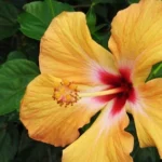 Hibiscus