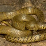 Indian Rat Snake