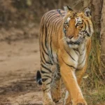 Jim Corbett National Park