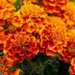 Marigold