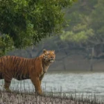 Sundarbans