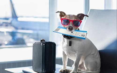 Pets Allowed in Domestic Flights