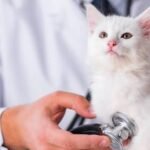 Cat Insurance