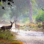 Jim Corbett National Park, Uttarakhand