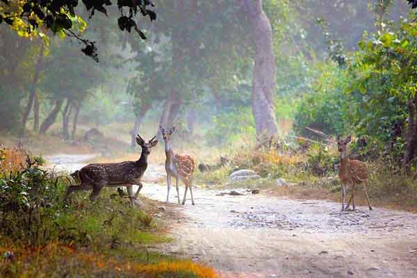 Jim Corbett National Park, Uttarakhand
